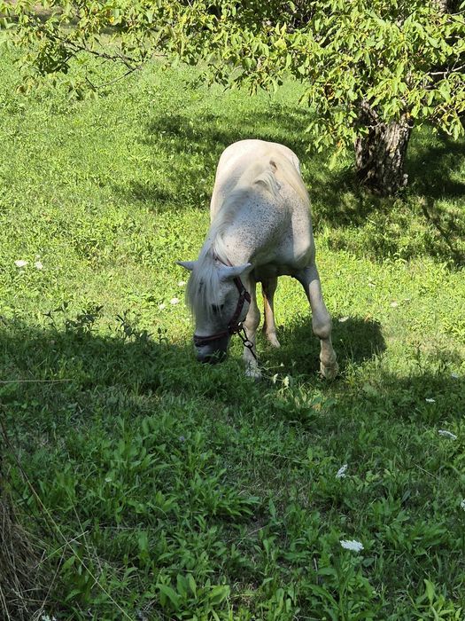 Vând armasar de 14 ani
