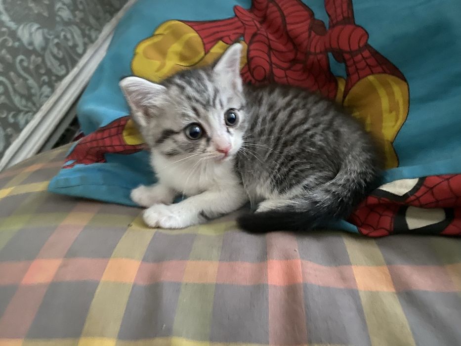 отдаю котят в добрые руки