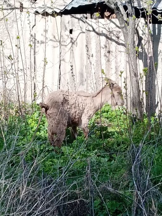 Продам скотину, коза с ягнятами
