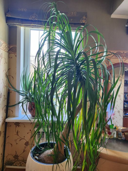 Бокарнея ( Нолина )