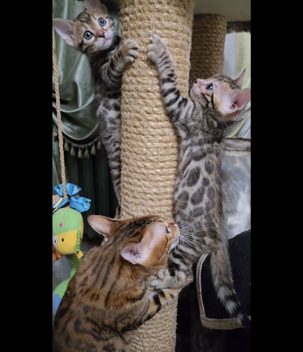 Продам  котят Бенгалов