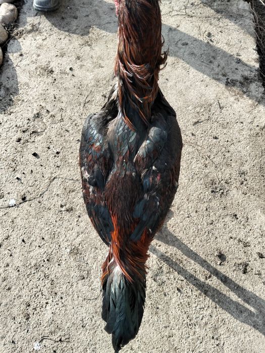 Продается хороший дакан