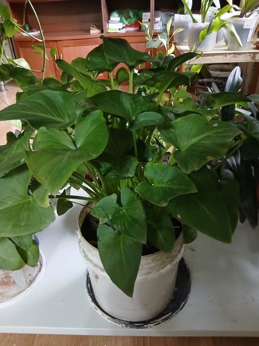 Продам калы и др. цветы