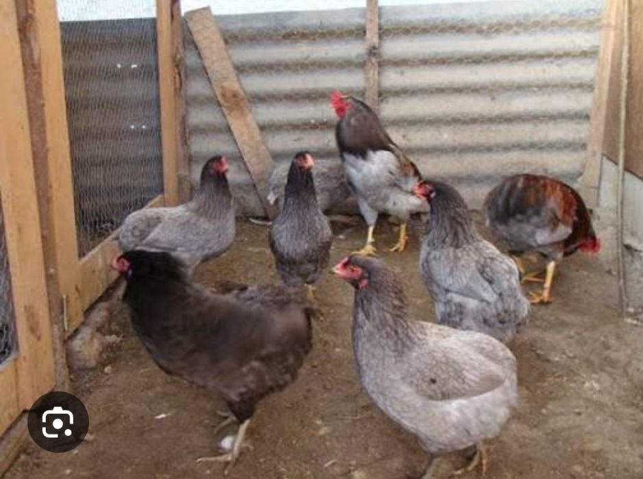 Gaini Araucane cu oua Albastre