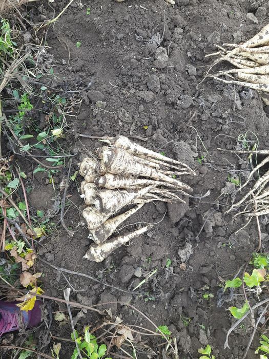 Vând     păstârnac