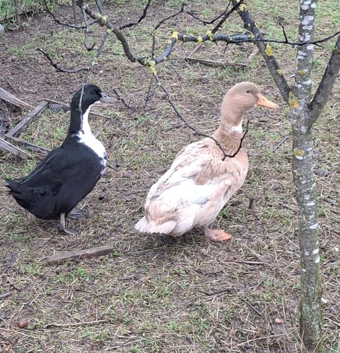 Rațe românești femele