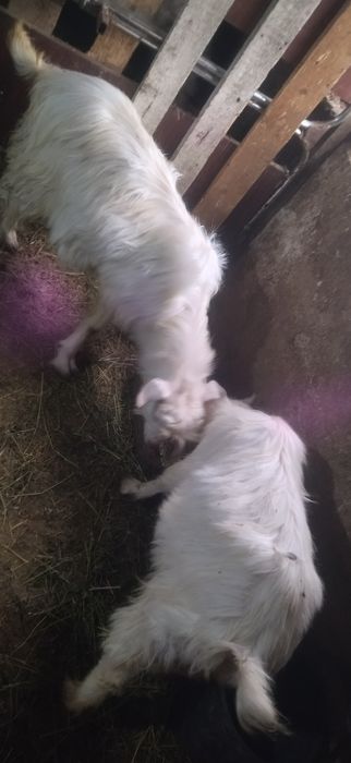 Ярета за клане или за гледане