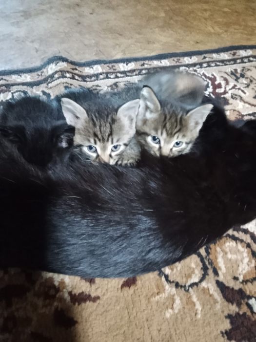 Домашние котята