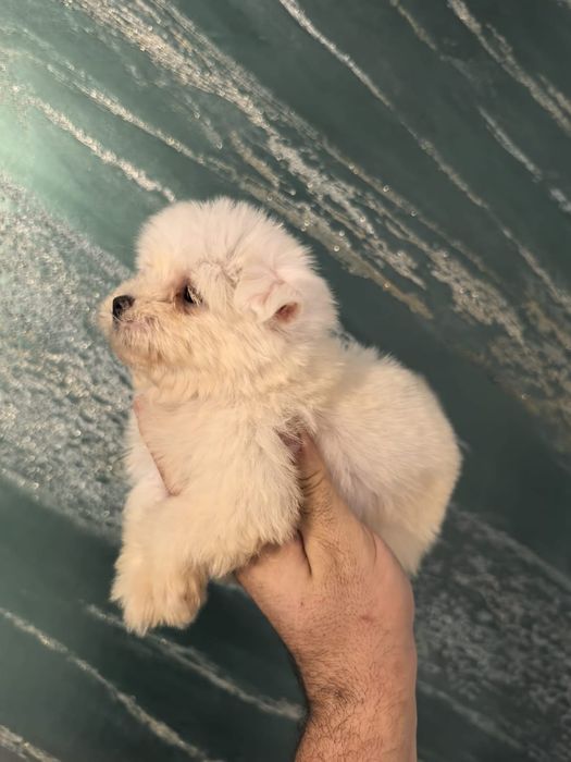 Maltez mini rasa pura bichon