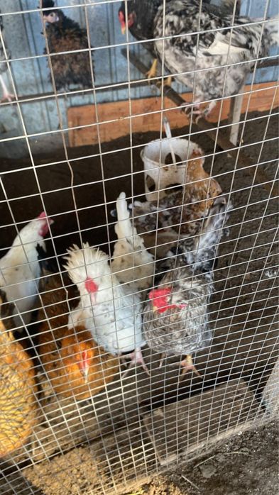 Жас кораздар сатылады