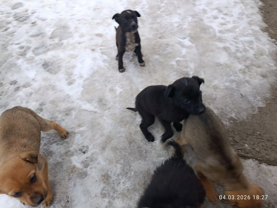 Отдам в хорошие руки