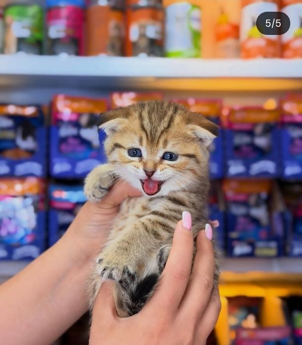 Котёнок Девочка скоттиш фолд шиншилла