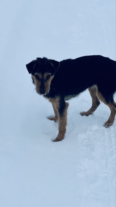 Метис ягтерьер и руский спаниель