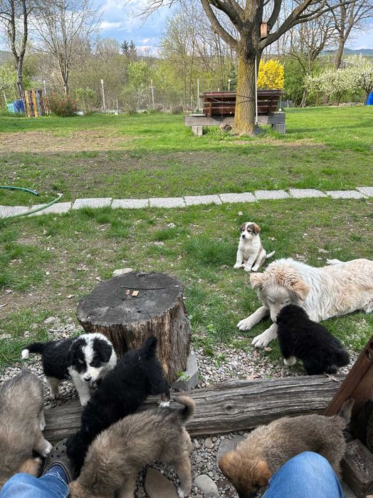 Donez catei metis ciobanesc romanesc