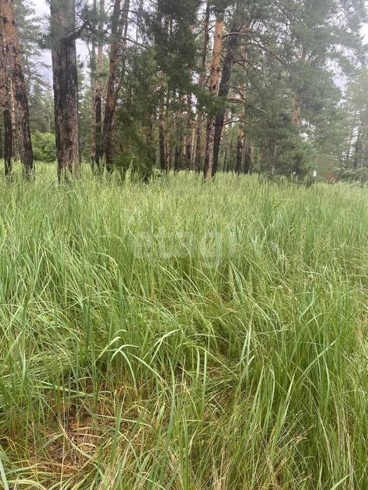 Продам зем. участок в сосновом бору