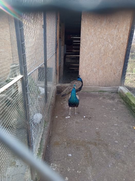 Mascul paun standard