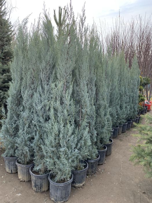 Кипарисы  турецки  аризонка