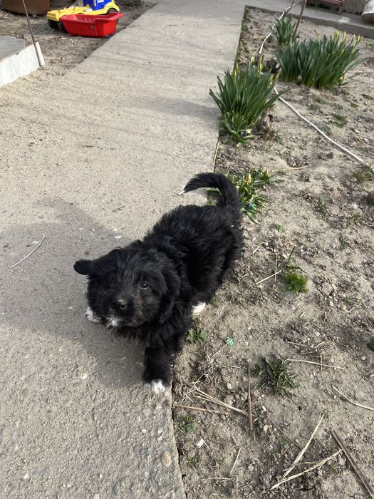 Catelus frumos si jucaus