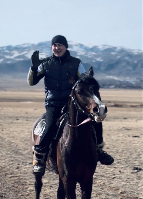 Бесті Айғыр таза қанды