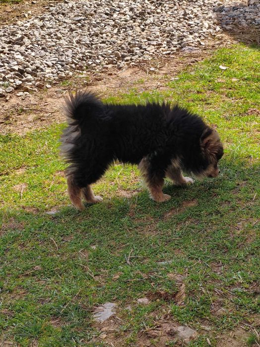 померан шпиц мини