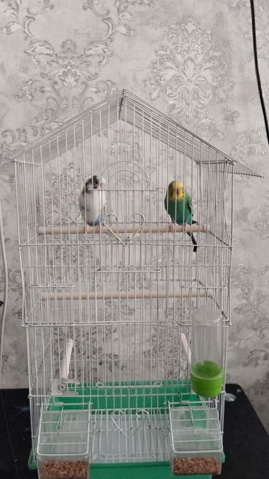 Попугай  сатылады