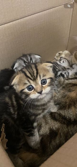 Продам вислоухого котенка