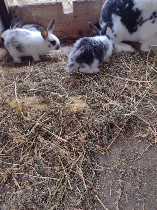 De vânzare iepurași fluture german 6 săptămâni pe ales