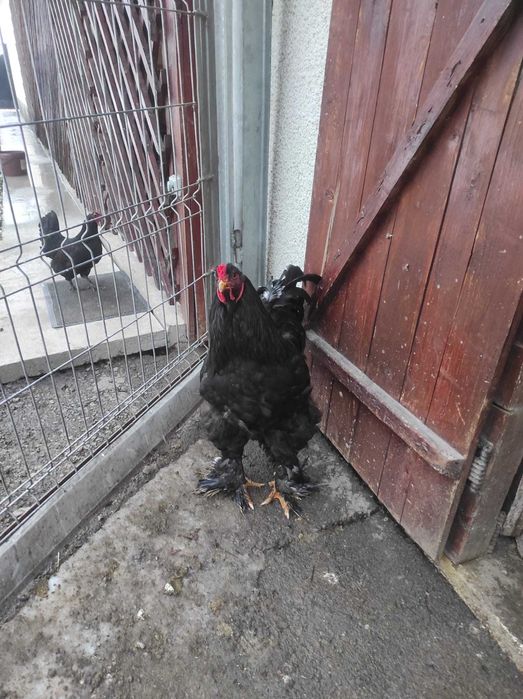 Cocosi  Brahma de vânzare