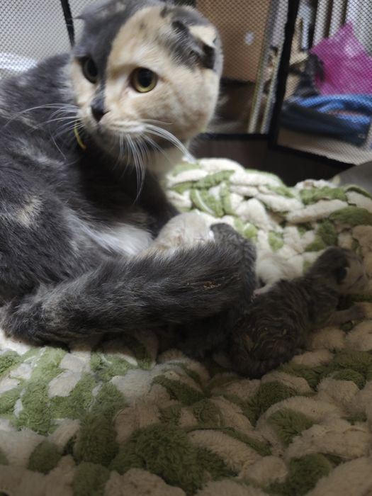 Mushukcha sotiladi 700.000