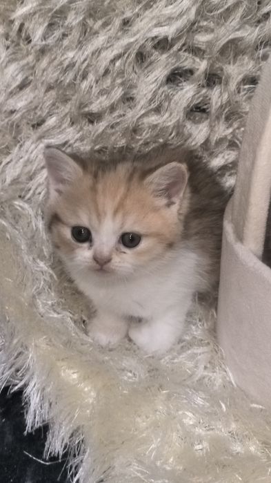 Животные кошки и