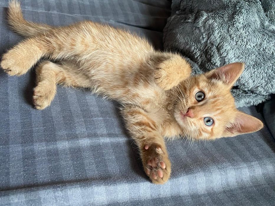 Отдам рыжиков в добрые руки