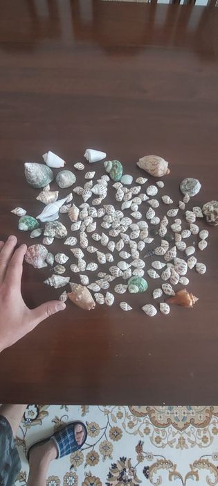 Ракушки для аквариума