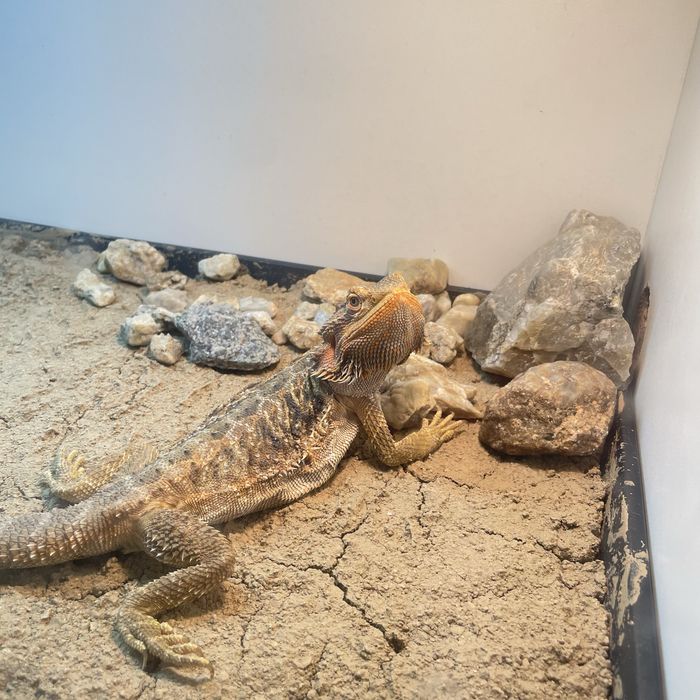 Бородатая агама самка, ящерица