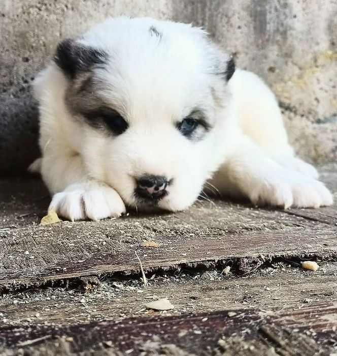 САО Алабай Щенки