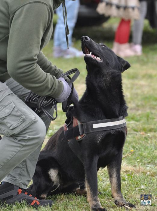Femela Ciobanesc german, pedigree, 1,8 ani
