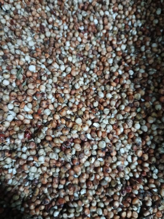 Sorg furajer,  de vanzare