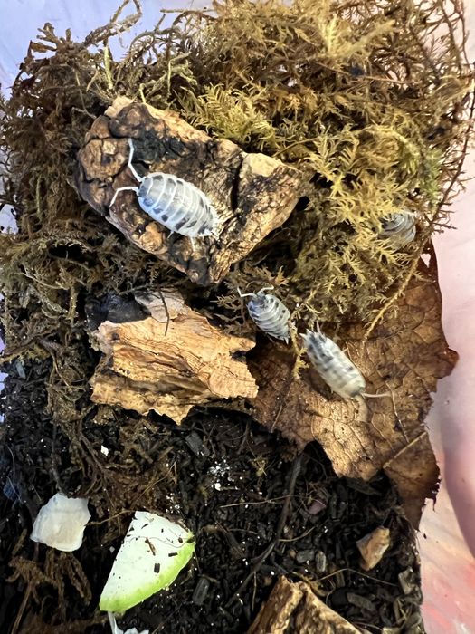 мокрицы Porcellionides pruinosus