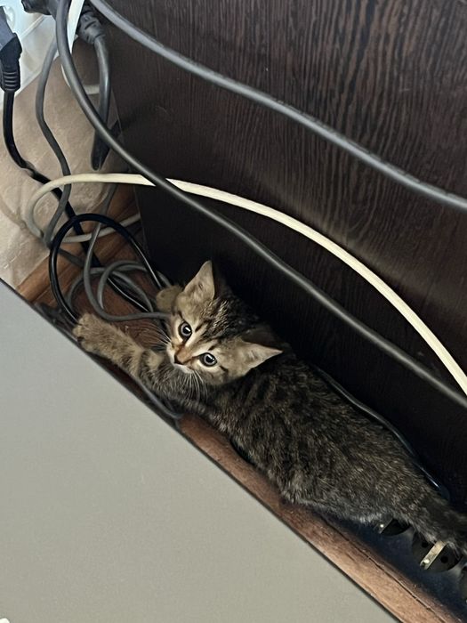 Отдам котенка, девочка