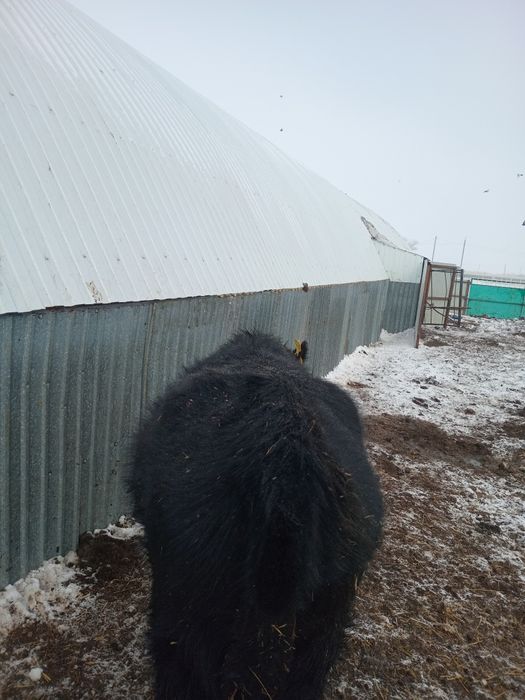 Продам Тёлочки годовалый