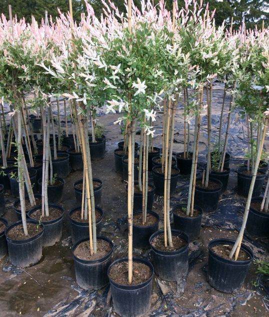 Salcie Japoneza la Ghiveci