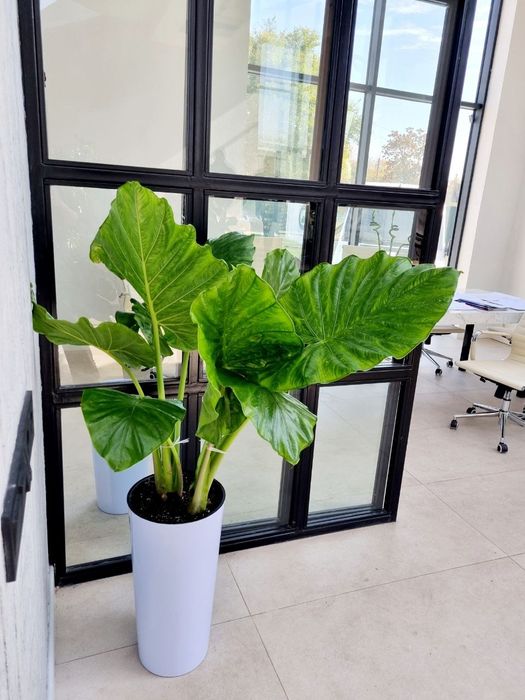 Офисные растения цветы для офиса