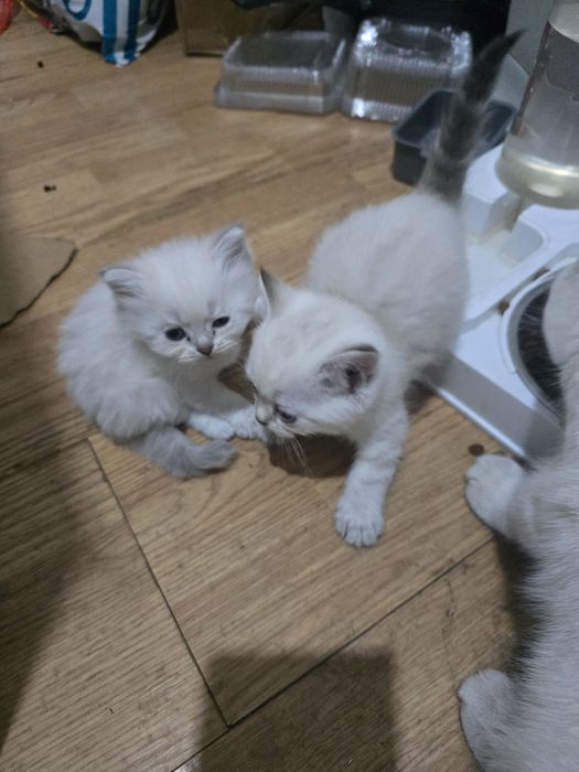 Котята  британский
