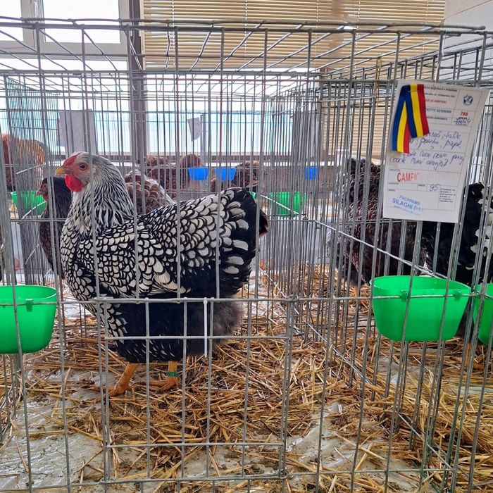 Ouă wyandotte argintiu