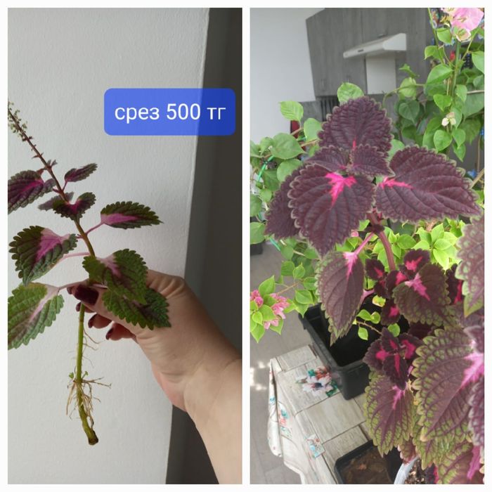 Продажа комнатных растений