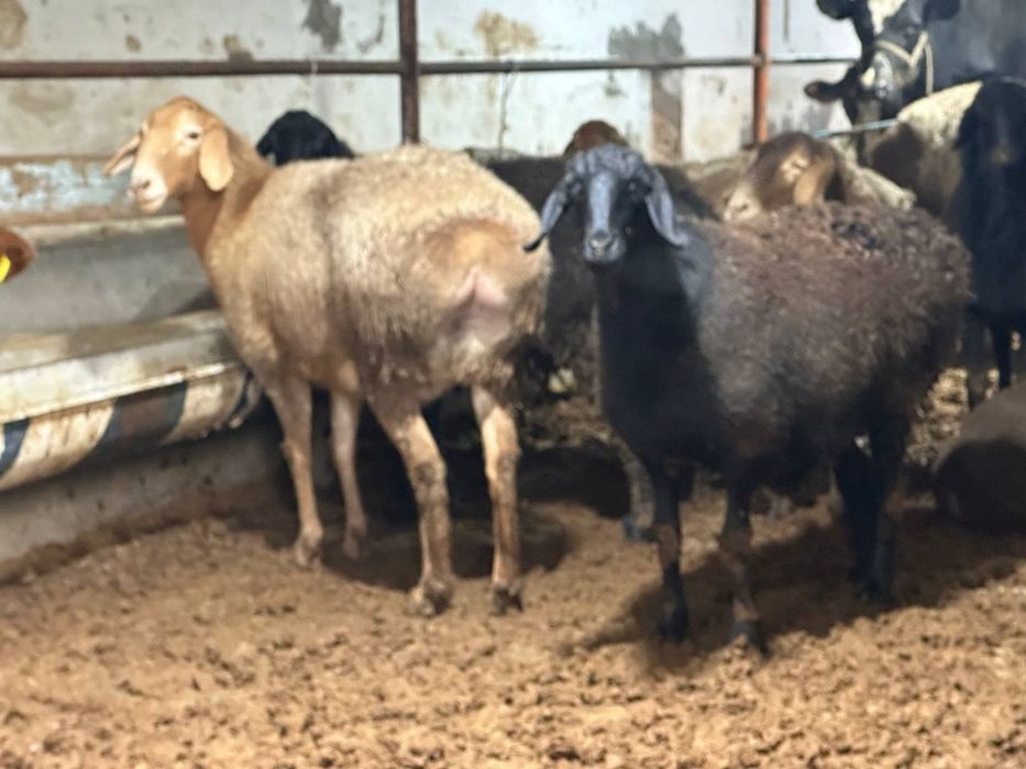 Ona qoʻylar va qochqor sotiladi