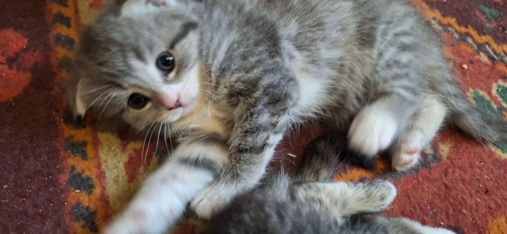 Котята,добрые,игривые и спокойные.