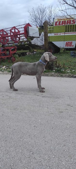 Ваймаран мъжко 7 месеца