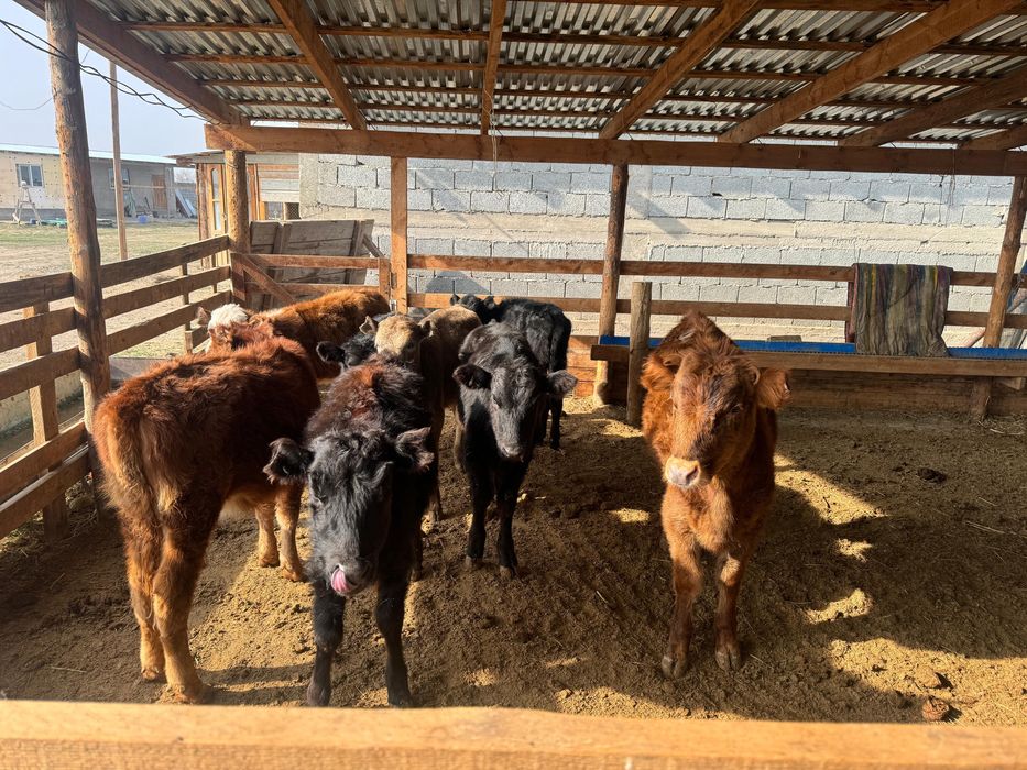 Тараз  ровнида тур