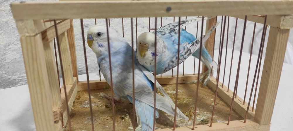 Продается Волнистые попугаи