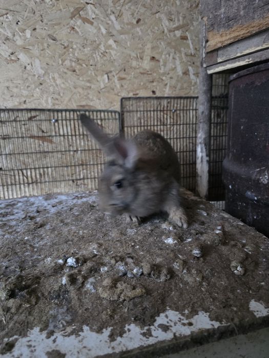 Продам кроликов подрощенных